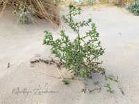 Amarantenfamilie [Amaranthaceae]